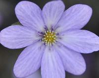Lavender blue single flowers